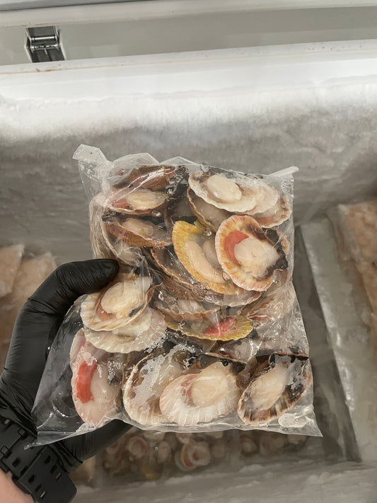 Bantayan Island Scallops: A Delightful Treat from Northern Cebu