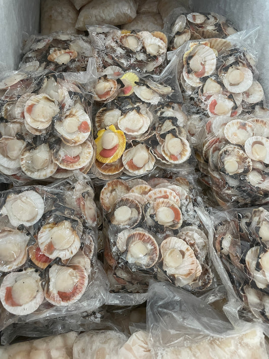 Bantayan Fresh Scallops