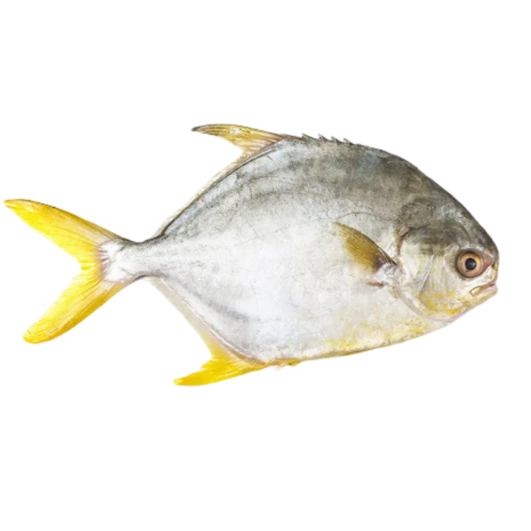 Golden Pompano